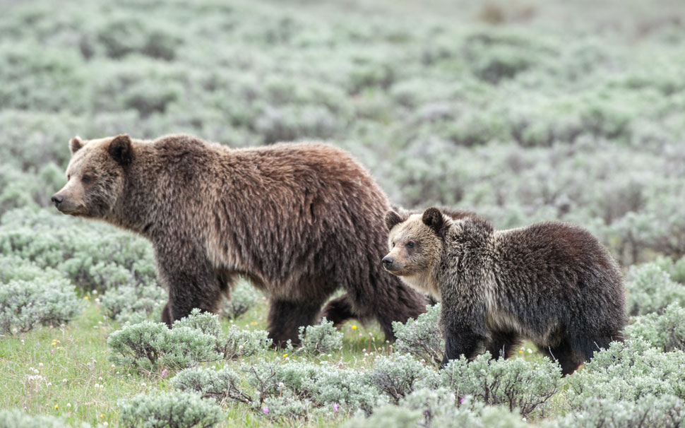 Tom-Murphy-Grizzly-Sow-Cub.jpg