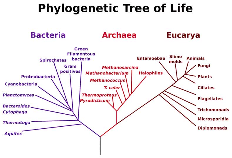 m03-treeoflife03.jpg