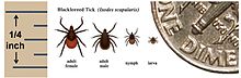 220px-Deer_tick_Ixodes_scapularis.jpg